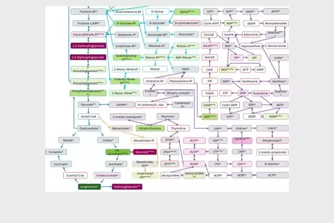 Cell metabolism diagram