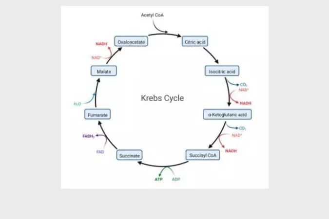 Krebs Cycle diagram